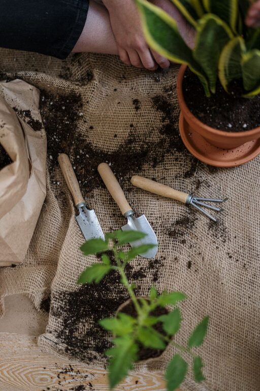 Tips for Creating a Sustainable Home Garden Year-Round